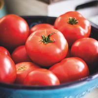 Tomate 'Moneymaker' - Solanum lycopersicum moneymaker - Bakker