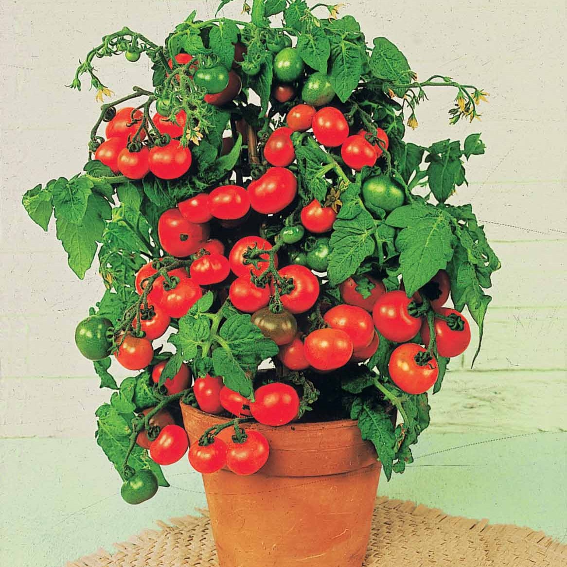 Kirschtomate ‘Tiny Tim’ - Solanum lycopersicum tiny tim - Bakker