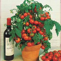 Solanum lycopersicum tiny tim - Kirschtomate ‘Tiny Tim’ - Samen für Tomaten