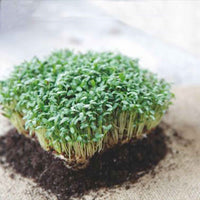 Großblättrige Gartenkresse - Lepidium sativum - Bakker