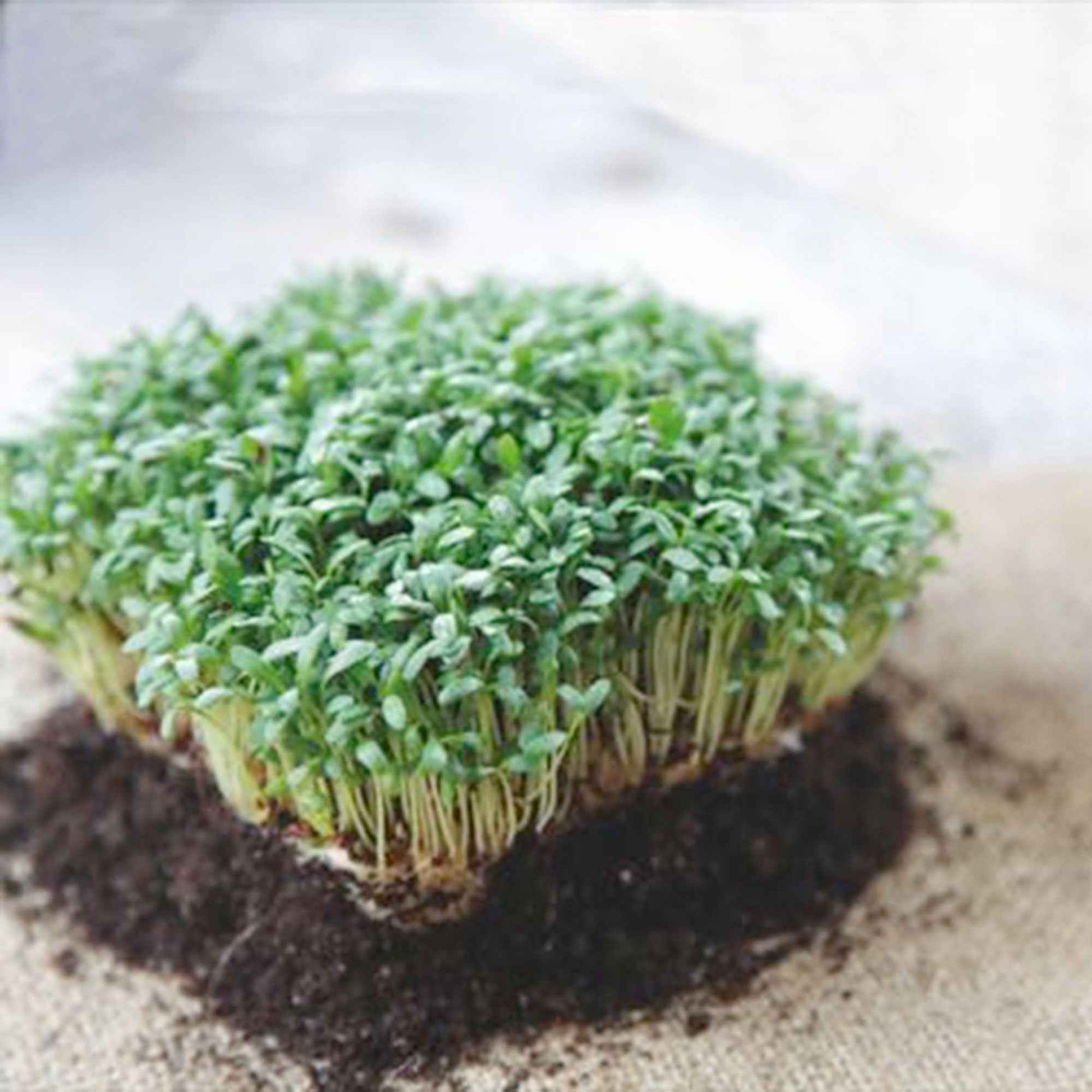 Großblättrige Gartenkresse - Lepidium sativum - Bakker