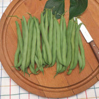 Buschbohne 'Prelude' - Phaseolus vulgaris prelude - Bakker
