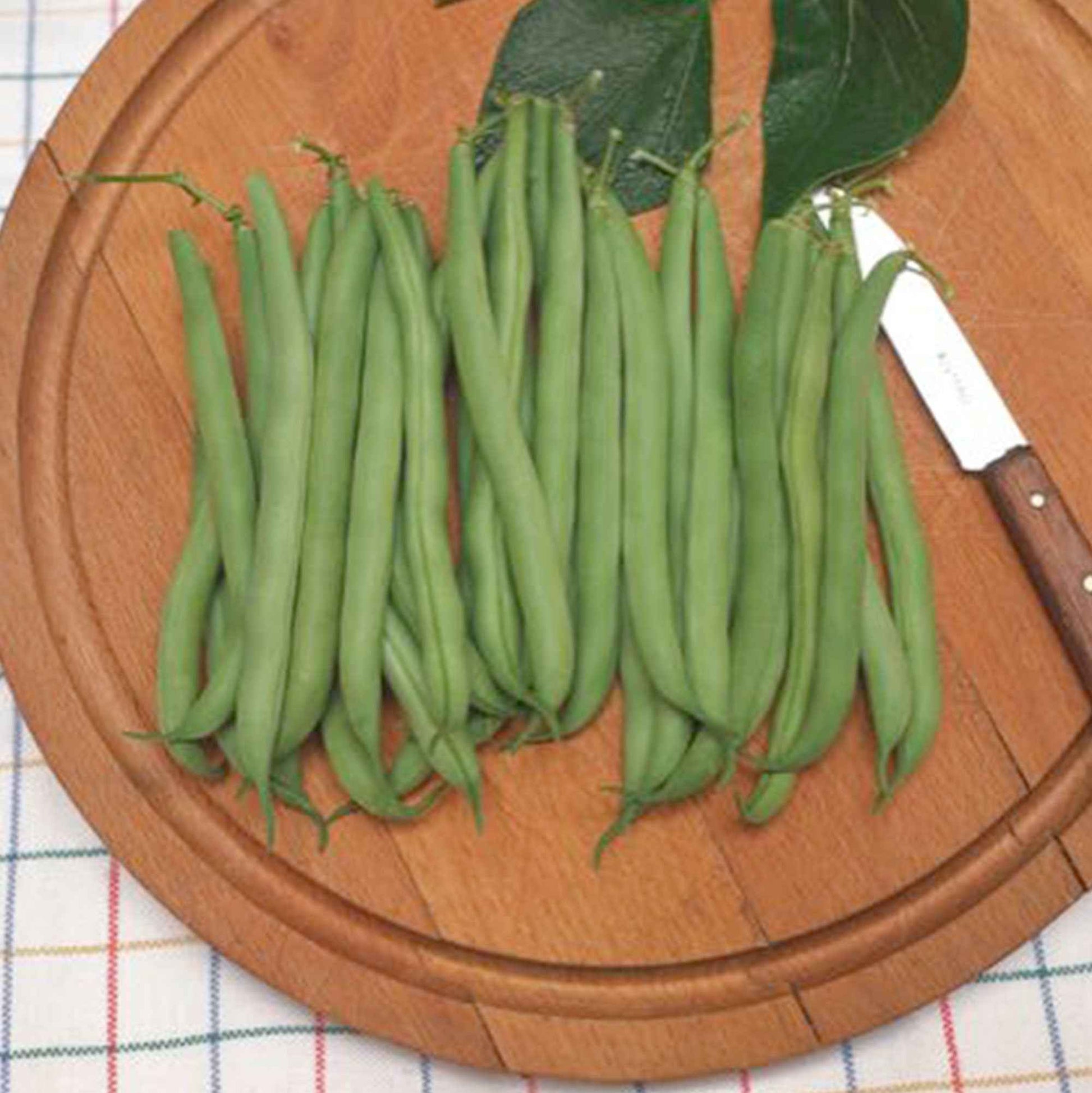 Buschbohne 'Prelude' - Phaseolus vulgaris prelude - Bakker