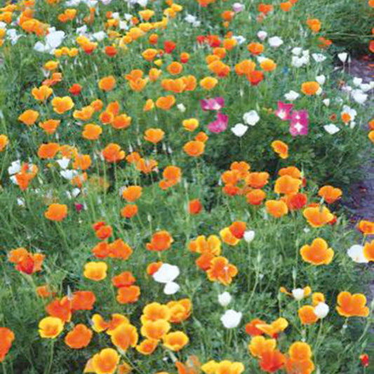 Goldmohn Eschscholzia californica - Bakker