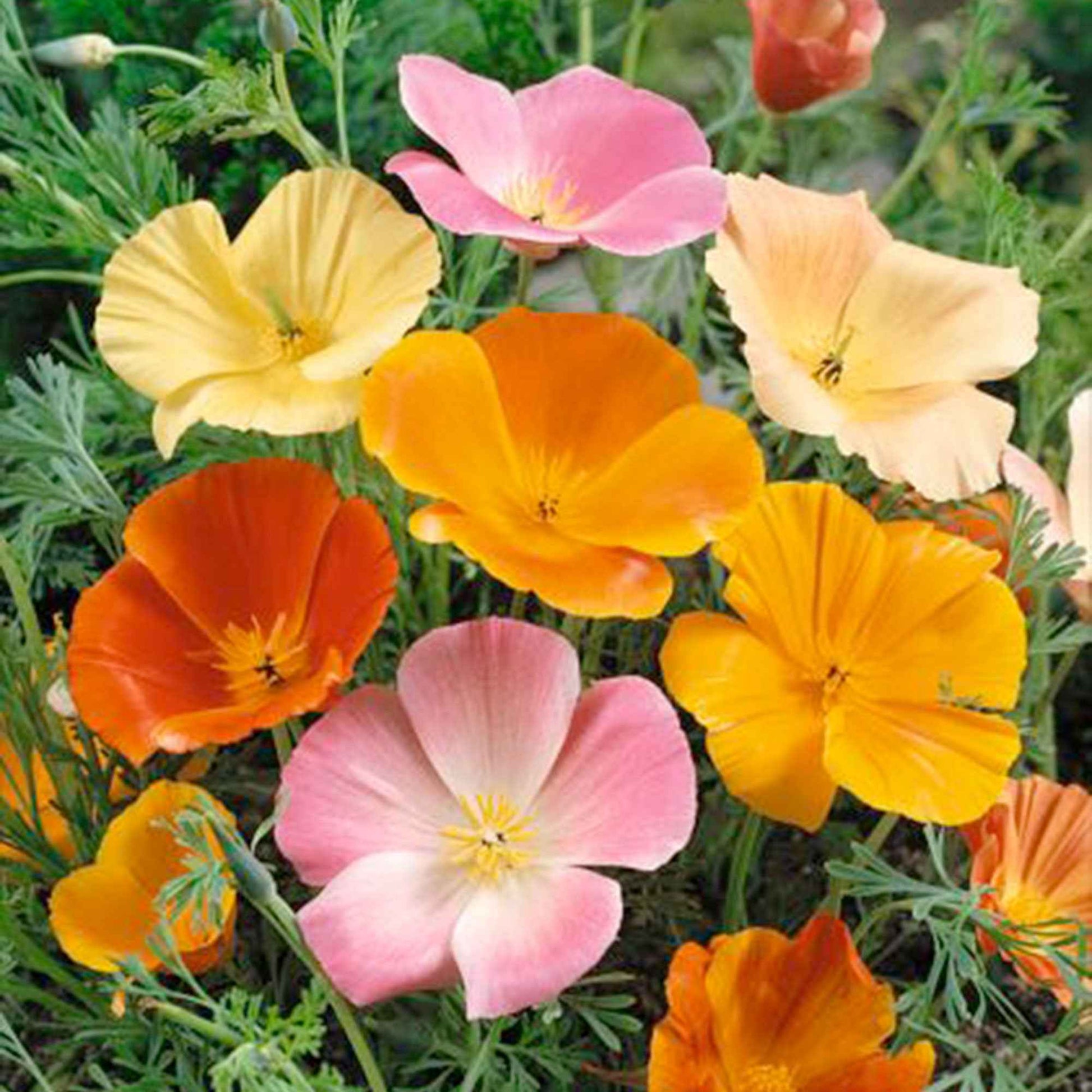 Goldmohn Eschscholzia californica - Eschscholzia californica - Bakker