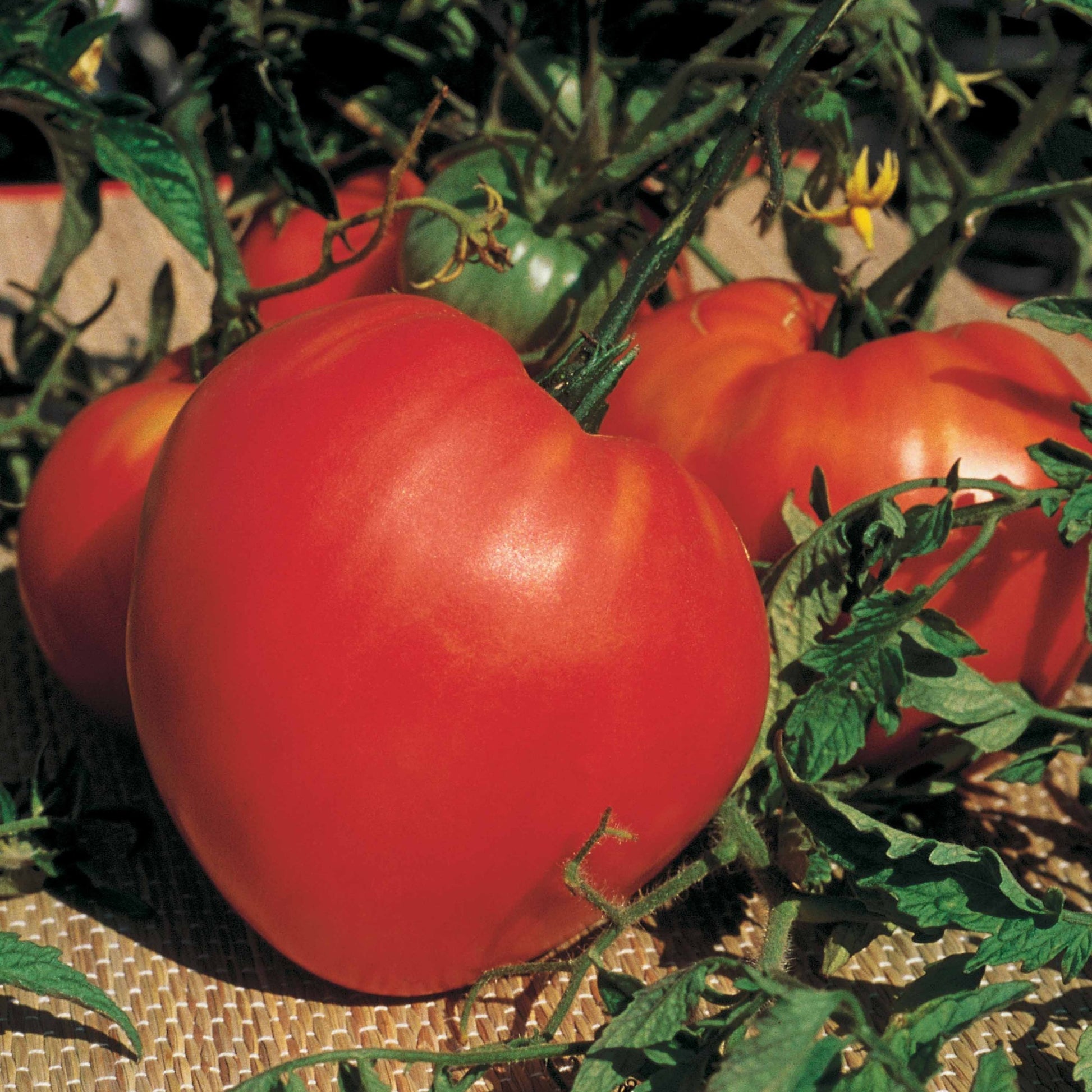 Fleischtomate ‘Cœur de Bœuf’ (x3) - Solanum lycopersicum coeur de boeuf - Bakker