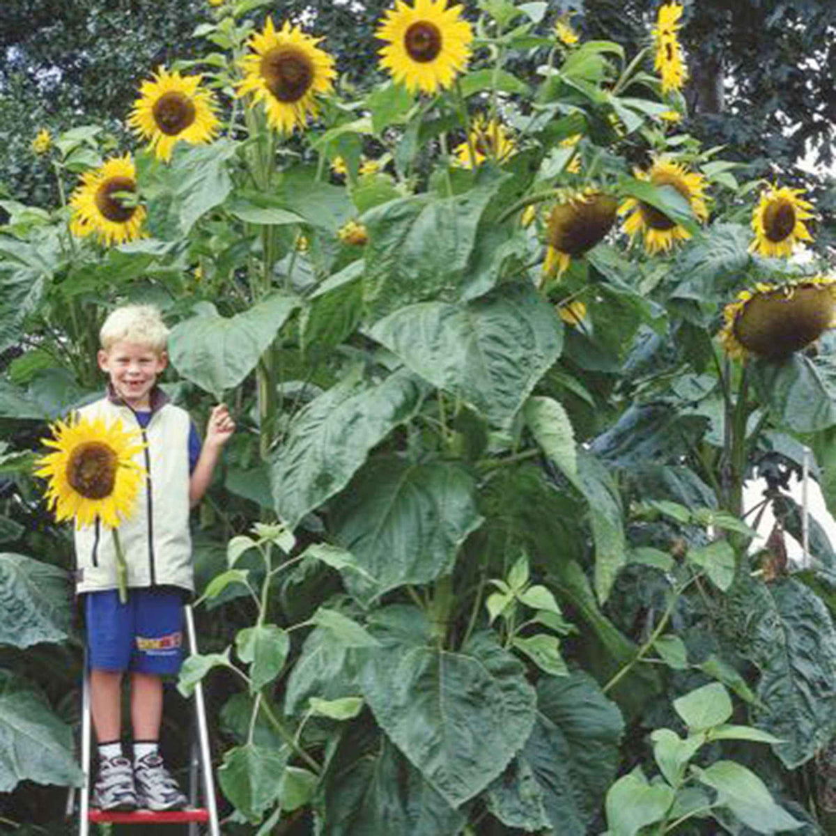 Sonnenblume 'Kong F1' - Bakker