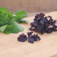 Basilikum 'Purple Ruffles' - Bakker
