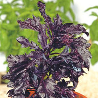 Basilikum 'Purple Ruffles' - Ocimum basilicum purpureum - Bakker