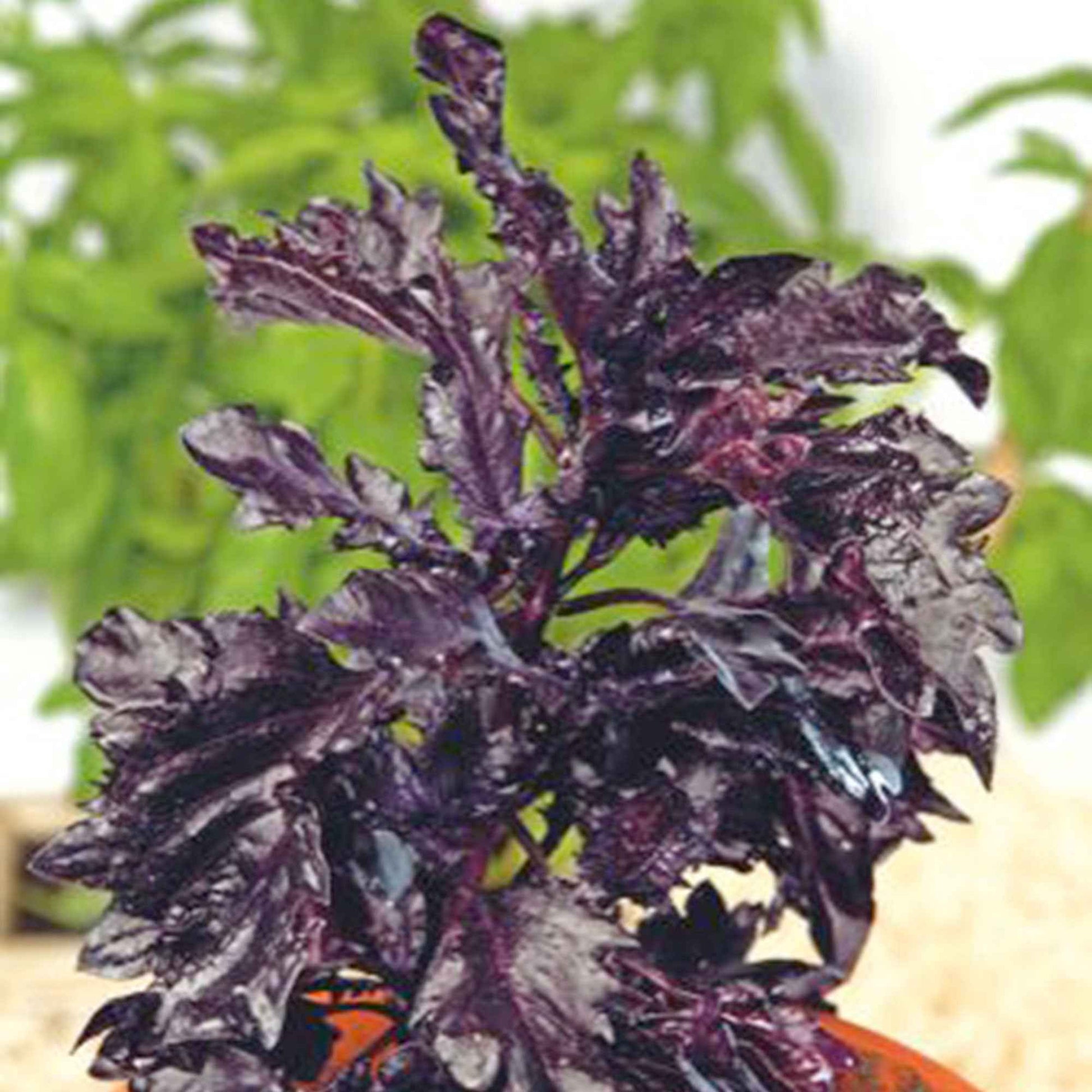 Basilikum 'Purple Ruffles' - Ocimum basilicum purpureum - Bakker