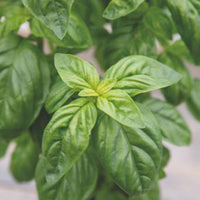 Verkauf Basilikum 'Genovese' Bio - Ocimum basilicum genovese