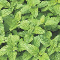 Kräutersamen - Zitronenmelisse Melissa officinalis - Melissa officinalis citrina