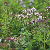 Oregano Bio - Bakker