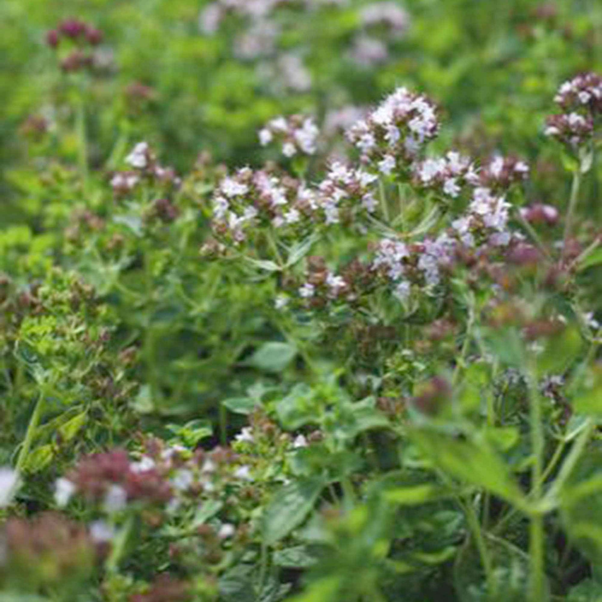 Oregano Bio - Bakker