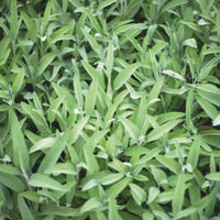 Salvia officinalis Fanni - Salbei Salvia officinalis - Salbei