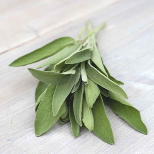 Salbei Salvia officinalis - Bakker