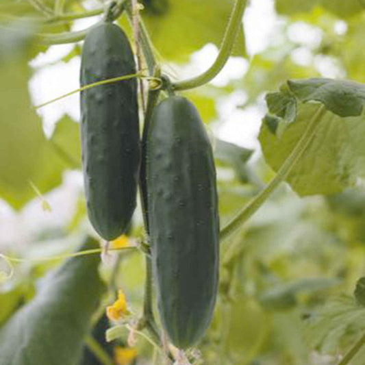 Gurke Cucumis 'Marketmore' - Bakker