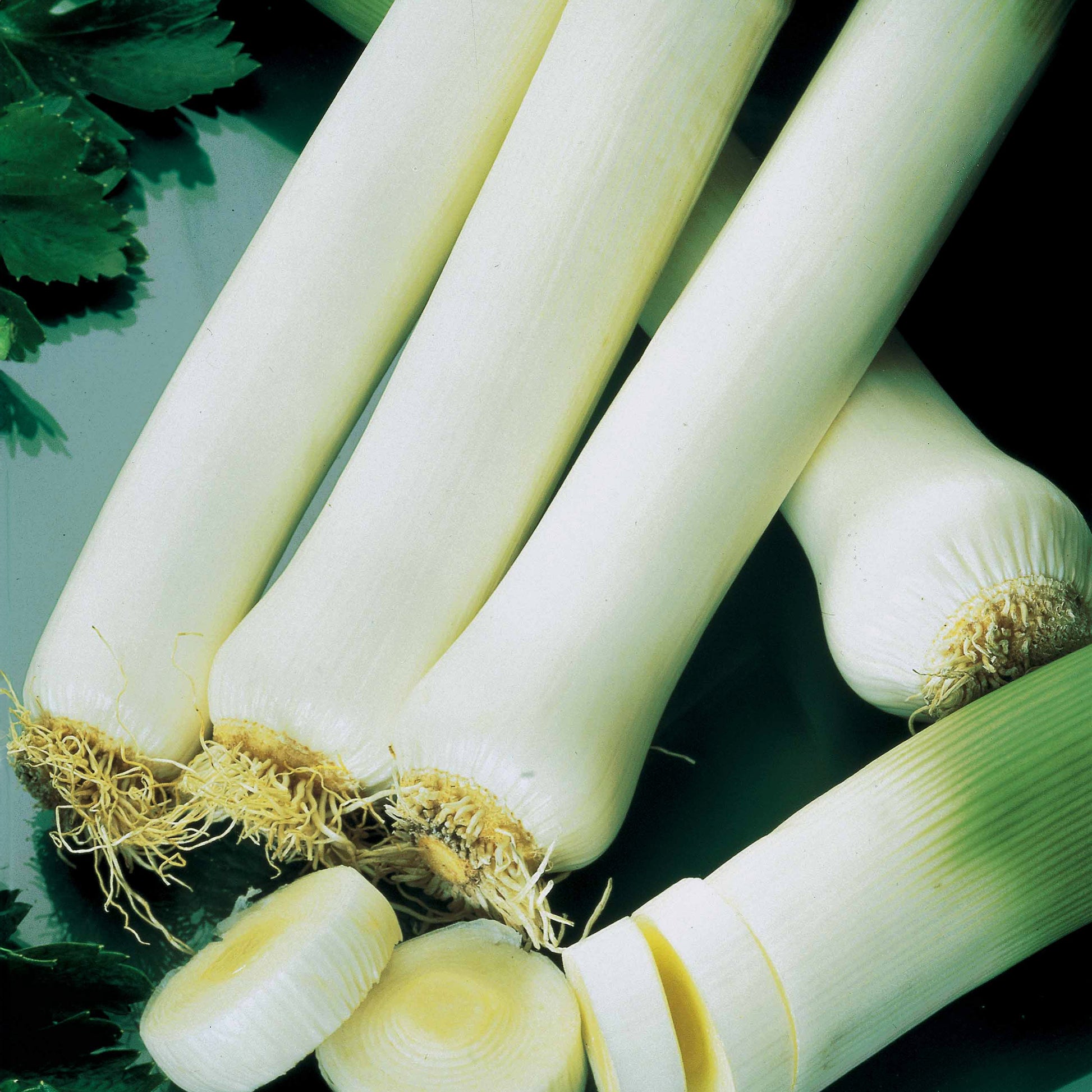 Samen für Obst und Gemüse - Porree 'Monstrueux de Carentan 2' - Allium porrum monstrueux de carentan 2 (30 g)