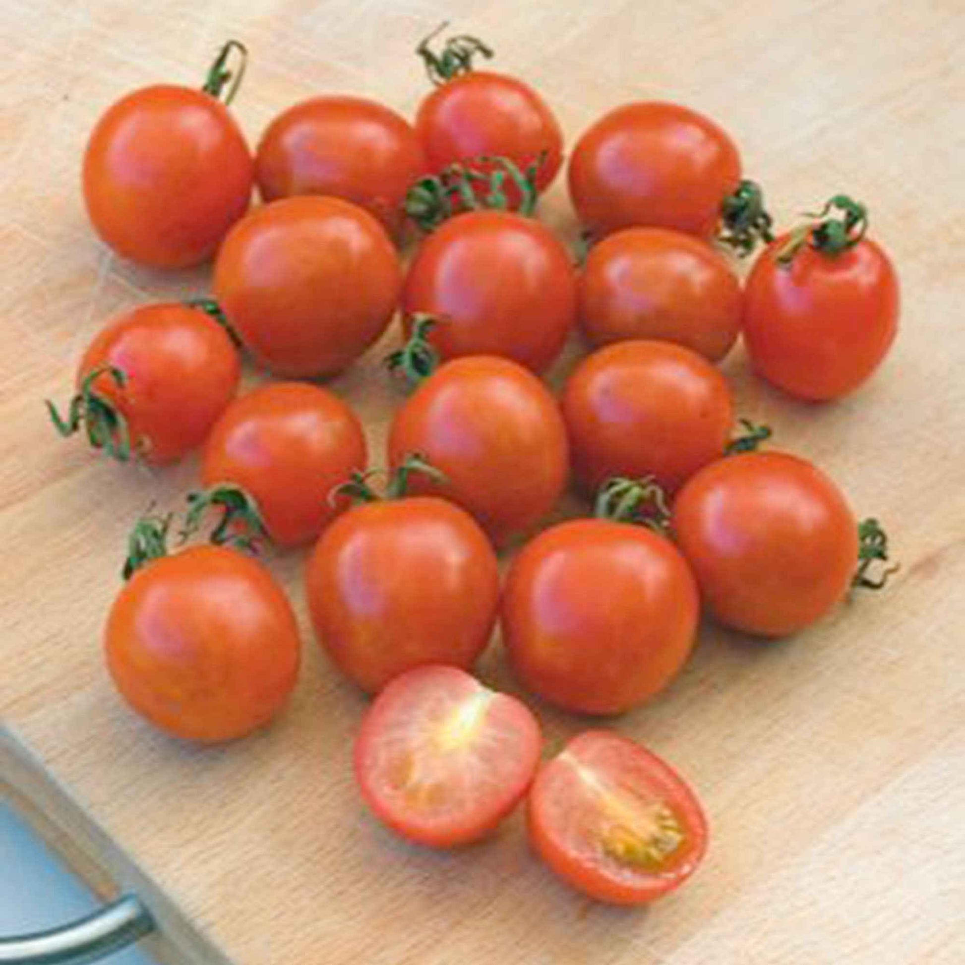 Kirschtomate 'Koralik' - Solanum lycopersicum 'koralik' - Bakker
