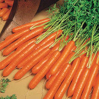 Daucus carota nantaise améliorée 2 race forto - Möhre 'Nantaise 2 Forto' - Samen für Karotten
