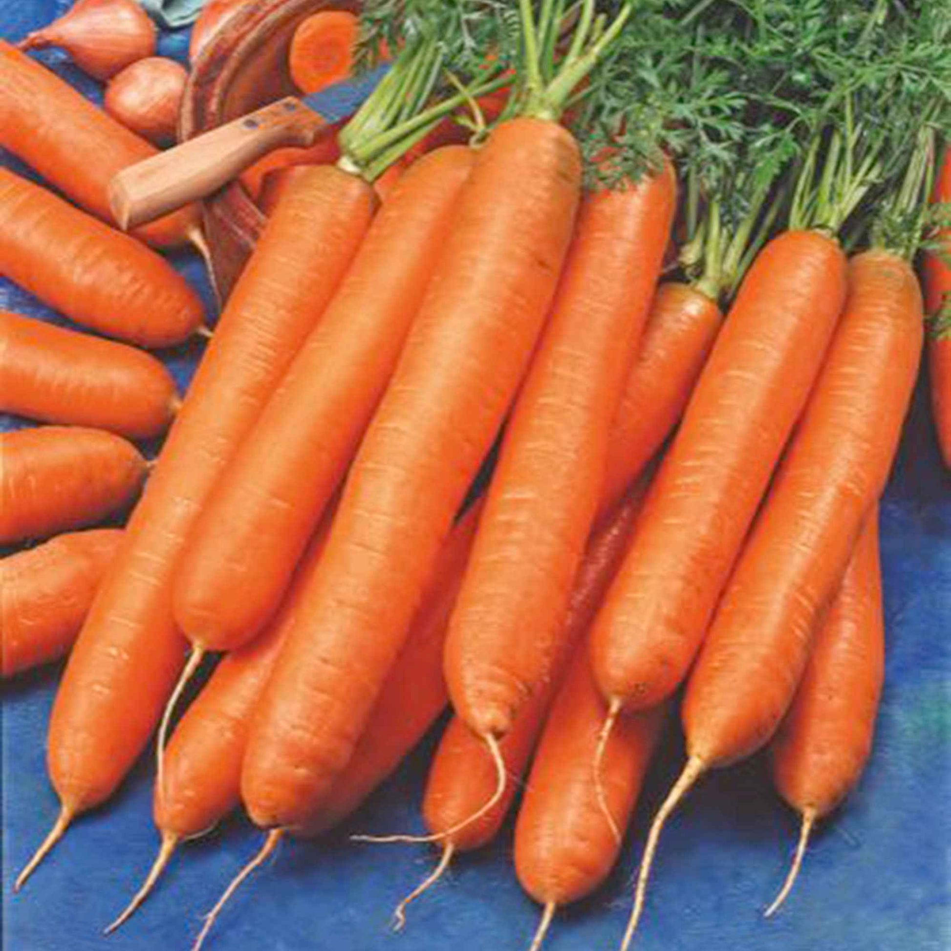 Möhre 'Berlikumer 2' - Daucus carota berlikumer 2 - Bakker