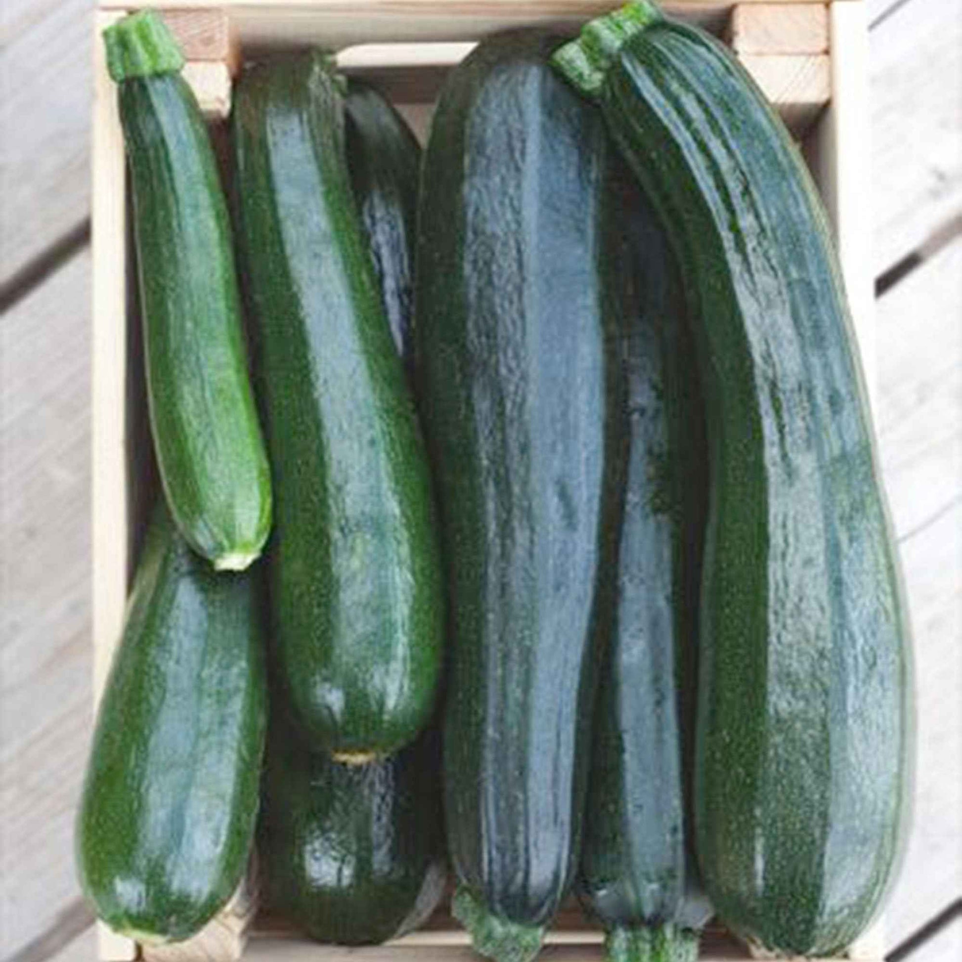 Zucchini 'Black Beauty' - Cucurbita pepo black beauty - Bakker