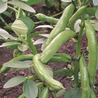 Ackerbohne 'Witkiem' - Vicia faba witkiem - Bakker