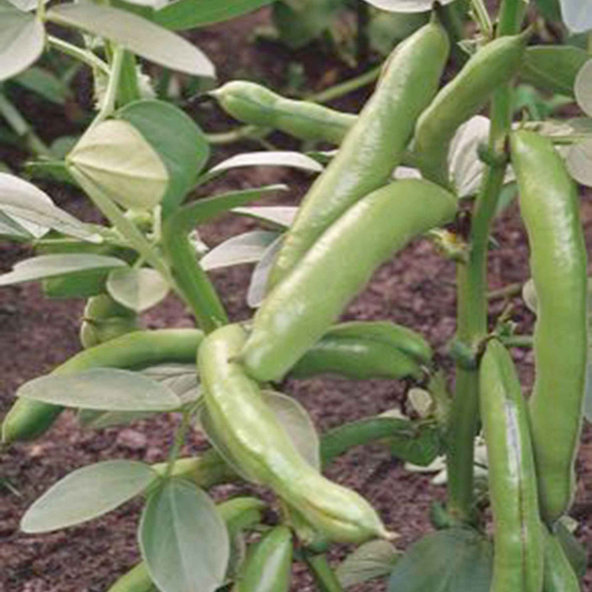 Ackerbohne 'Witkiem' - Vicia faba witkiem - Bakker