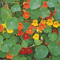 Große Kapuzinerkresse - Tropaeolum majus - Bakker