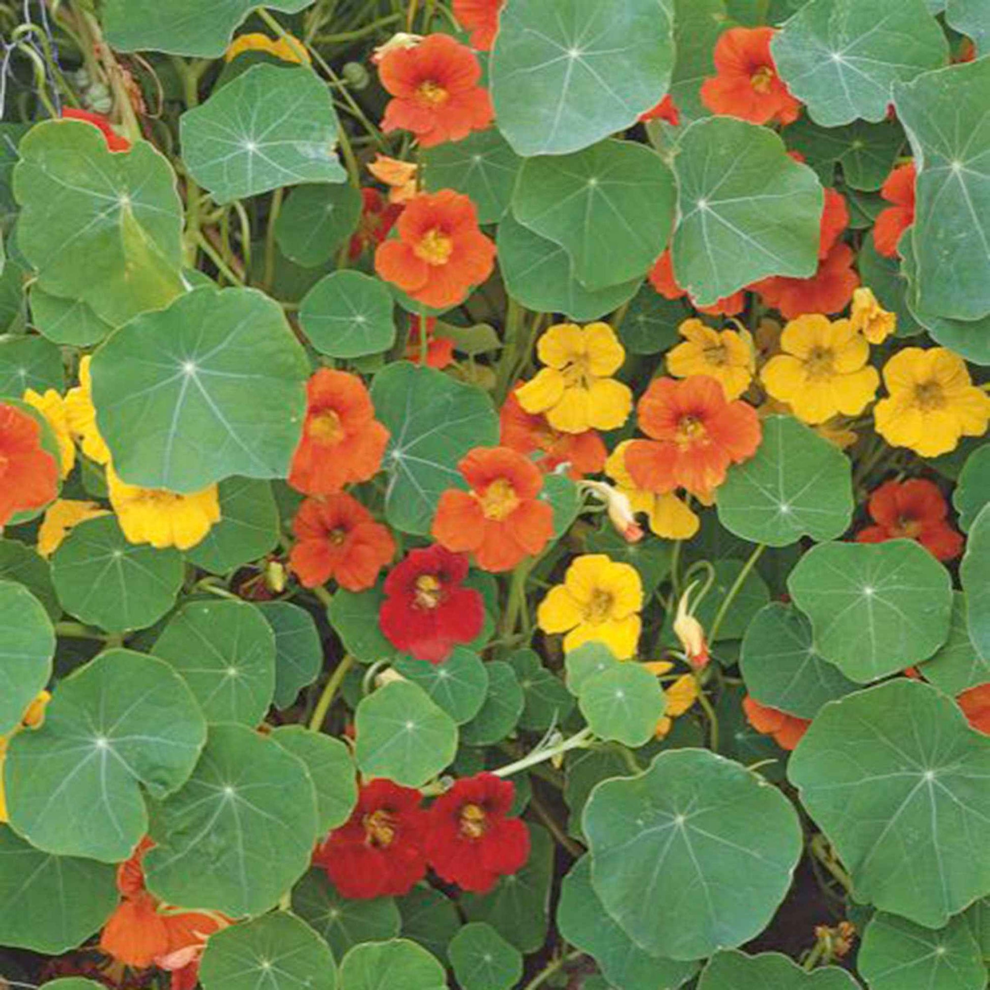 Große Kapuzinerkresse - Tropaeolum majus - Bakker