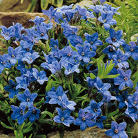 Steinsame 'Heavenly Blue' - Bakker