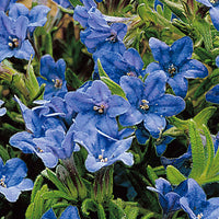 Steinsame 'Heavenly Blue' - Lithodora diffusa Heavenly Blue - Bakker