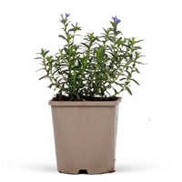 Lithodora diffusa Heavenly Blue - Steinsame 'Heavenly Blue' - Biologische Stauden
