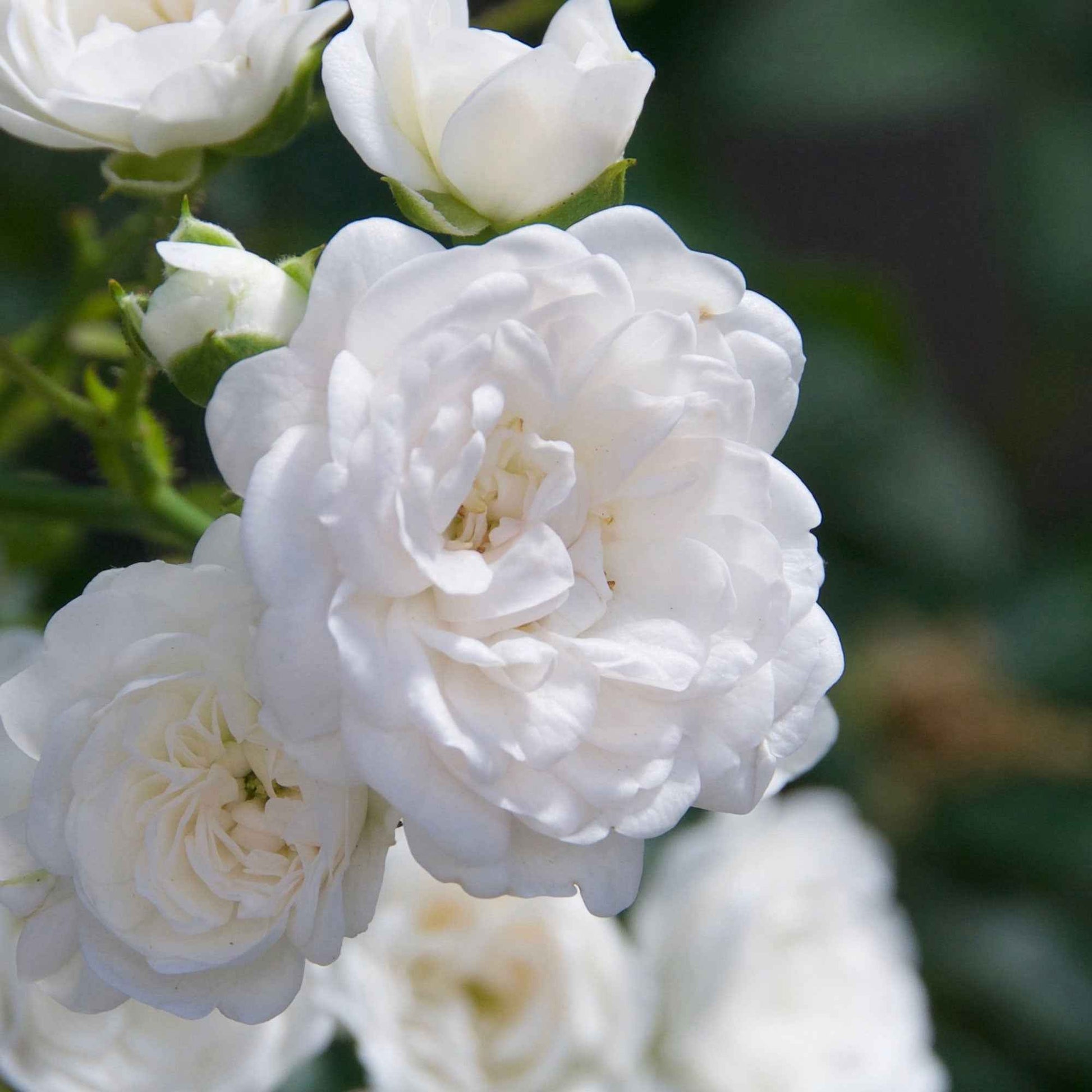 Rosa crystal fairy ® - Bodendeckerrose 'Crystal Fairy' - Bodendeckerrosen