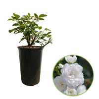 Bodendeckerrosen - Bodendeckerrose 'Crystal Fairy' - Rosa crystal fairy ®