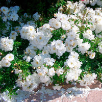 Bodendeckerrose 'Diamant' - Bakker