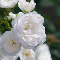 Bodendeckerrose 'Diamant' - Rosa Diamant ® - Bakker