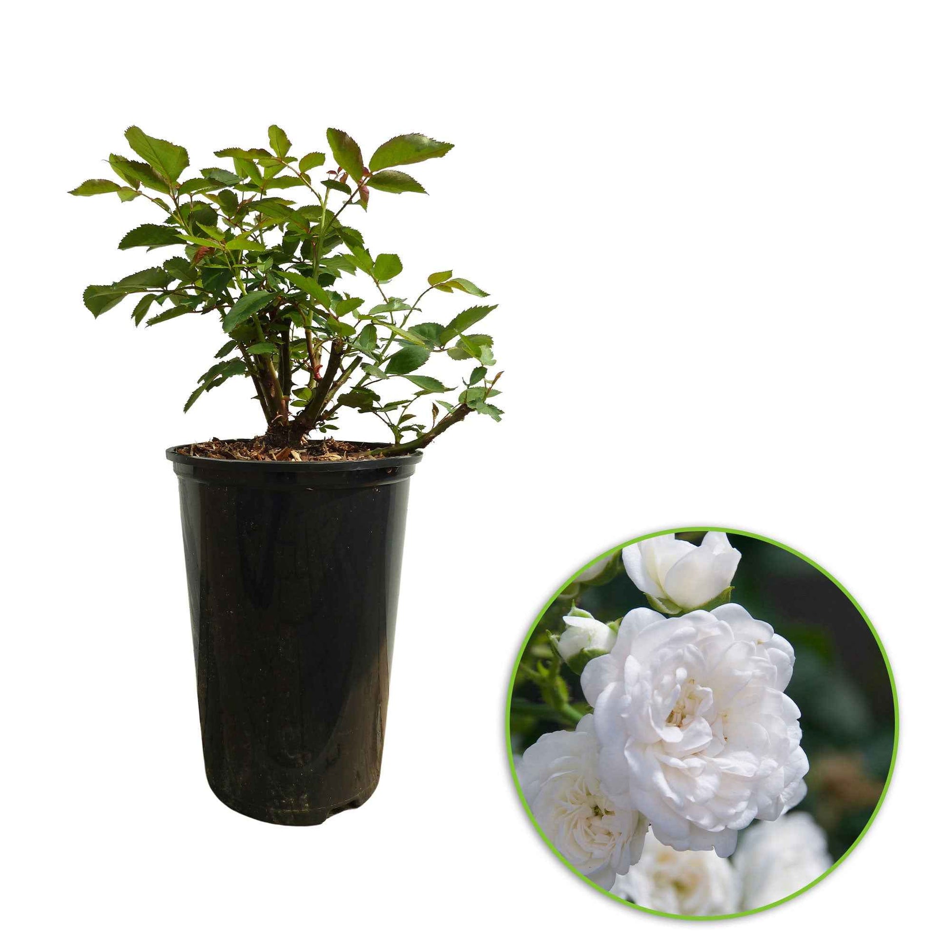 Rosa Diamant ® - Bodendeckerrose 'Diamant' - Bodendeckerrosen