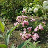 Rose Rosa 'The Fairy'® - Rosa polyantha 'The Fairy' - Bakker