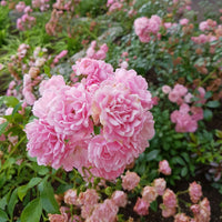 Rose Rosa 'The Fairy'® - Bakker
