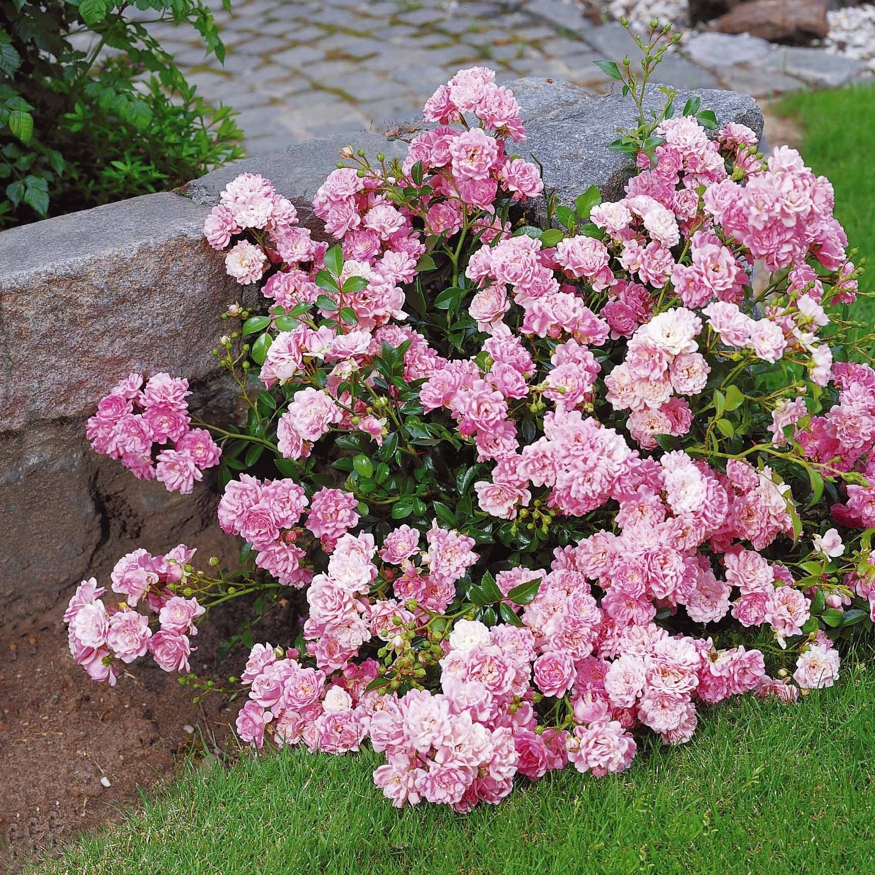 Verkauf Rose Rosa 'The Fairy'® - Bodendeckerrosen