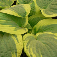 Funkie 'Wide Brim' - Hosta hybride wide brim - Bakker