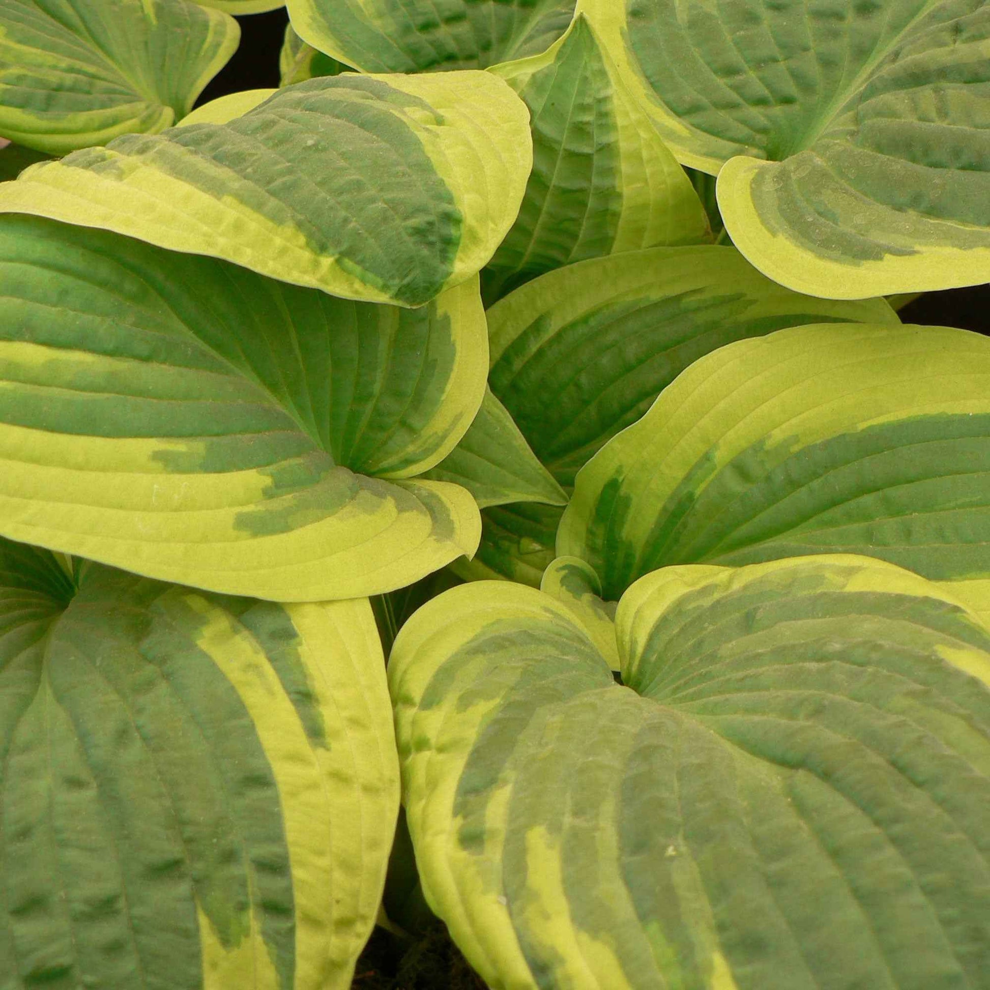 Funkie 'Wide Brim' - Hosta hybride wide brim - Bakker