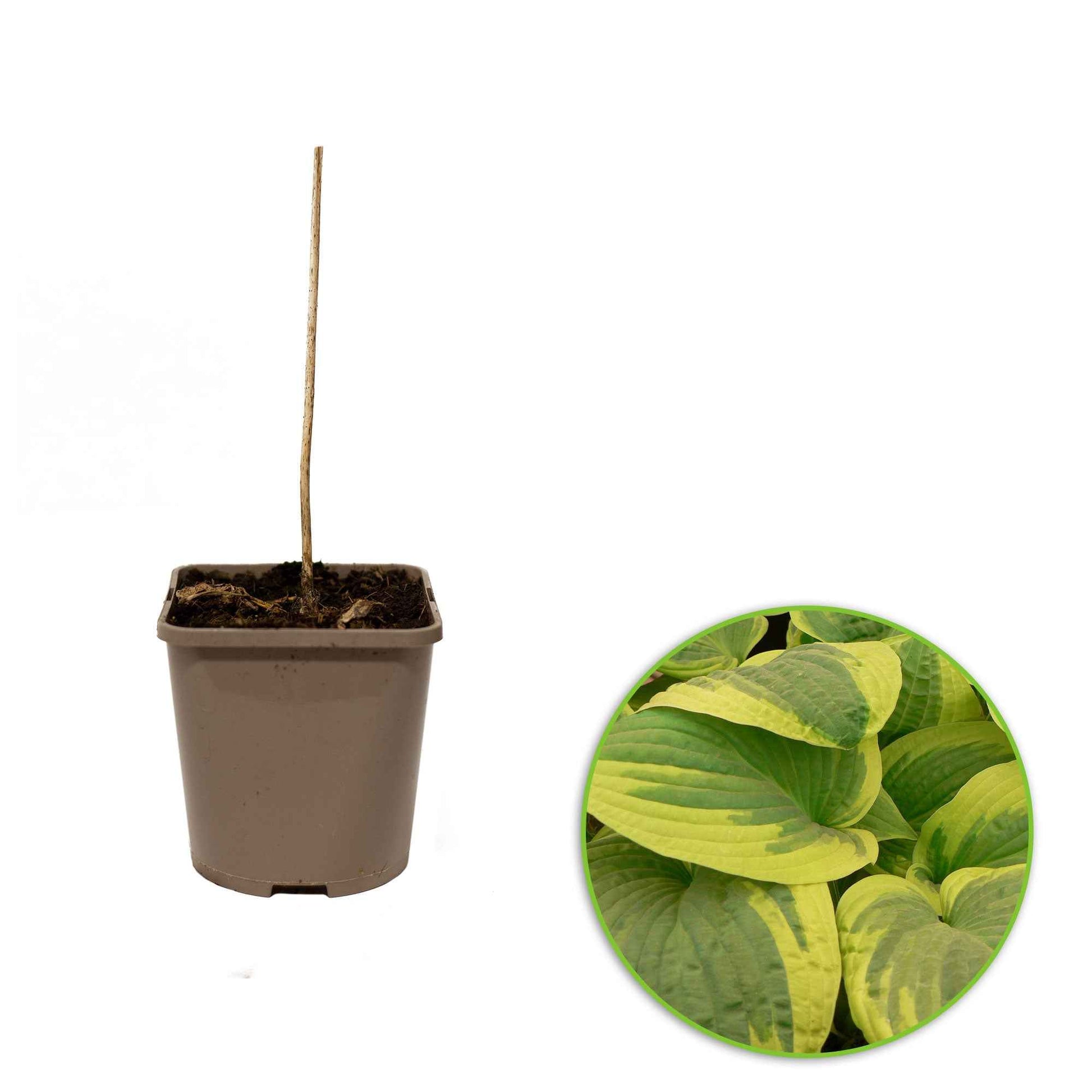 Hosta hybride wide brim - Funkie 'Wide Brim' - Hosta - Funkie