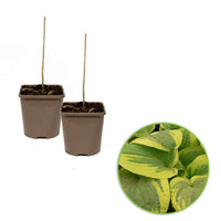Hosta - Funkie - Funkie 'Wide Brim' - Hosta hybride wide brim