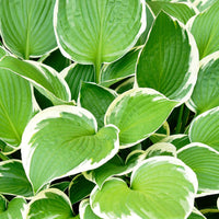 Funkie 'Patriot' - Hosta hybride patriot - Bakker
