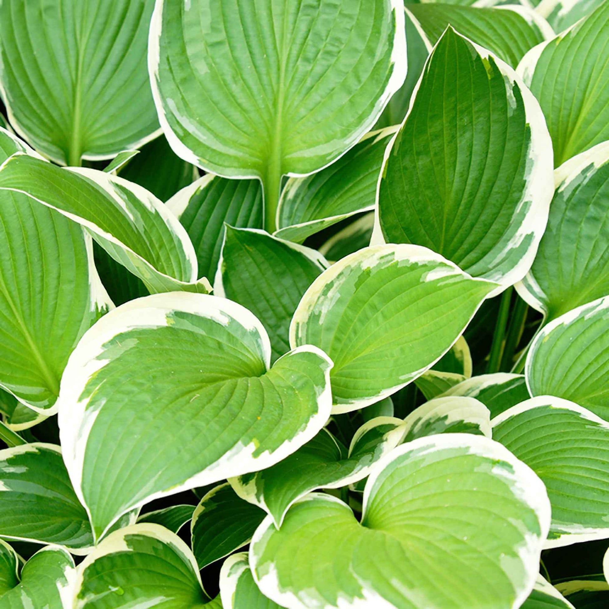Funkie 'Patriot' - Hosta hybride patriot - Bakker