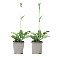 Hosta - Funkie - Funkie 'Patriot' - Hosta hybride patriot