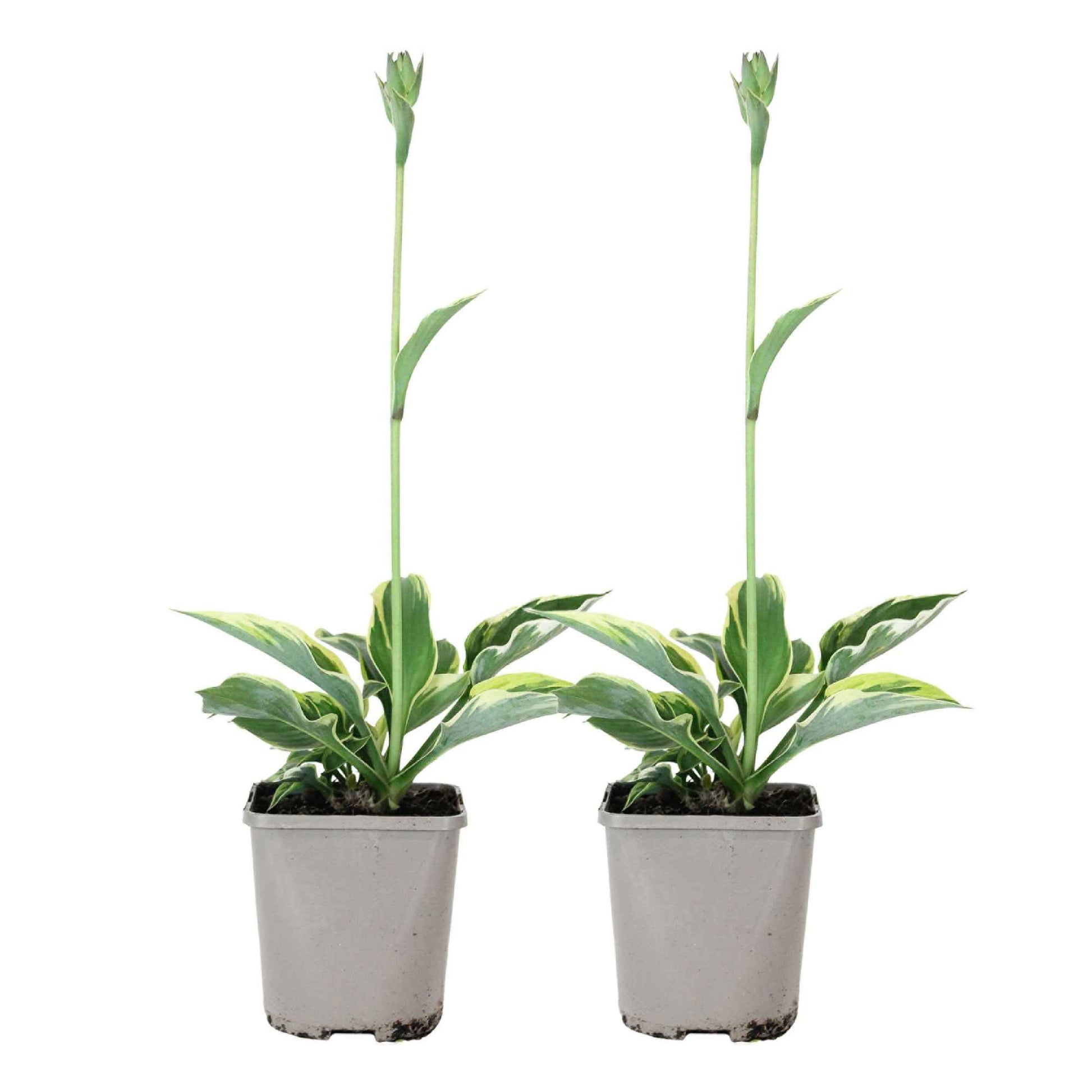 Hosta - Funkie - Funkie 'Patriot' - Hosta hybride patriot