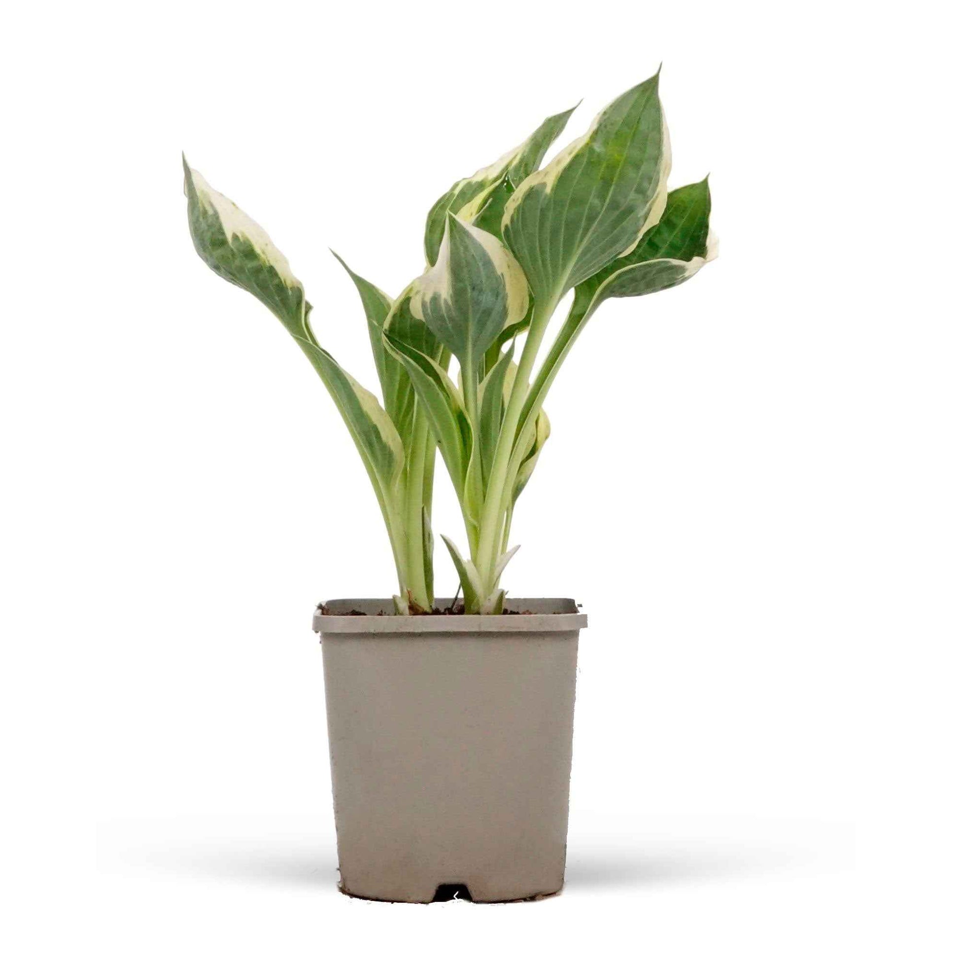 Verkauf Funkie 'Patriot' - Hosta hybride patriot